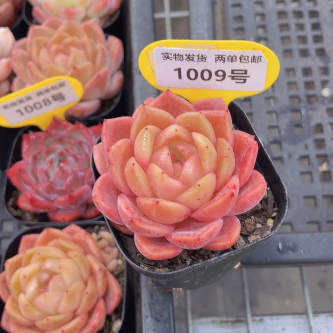 1009号 全状态珍妮孤品