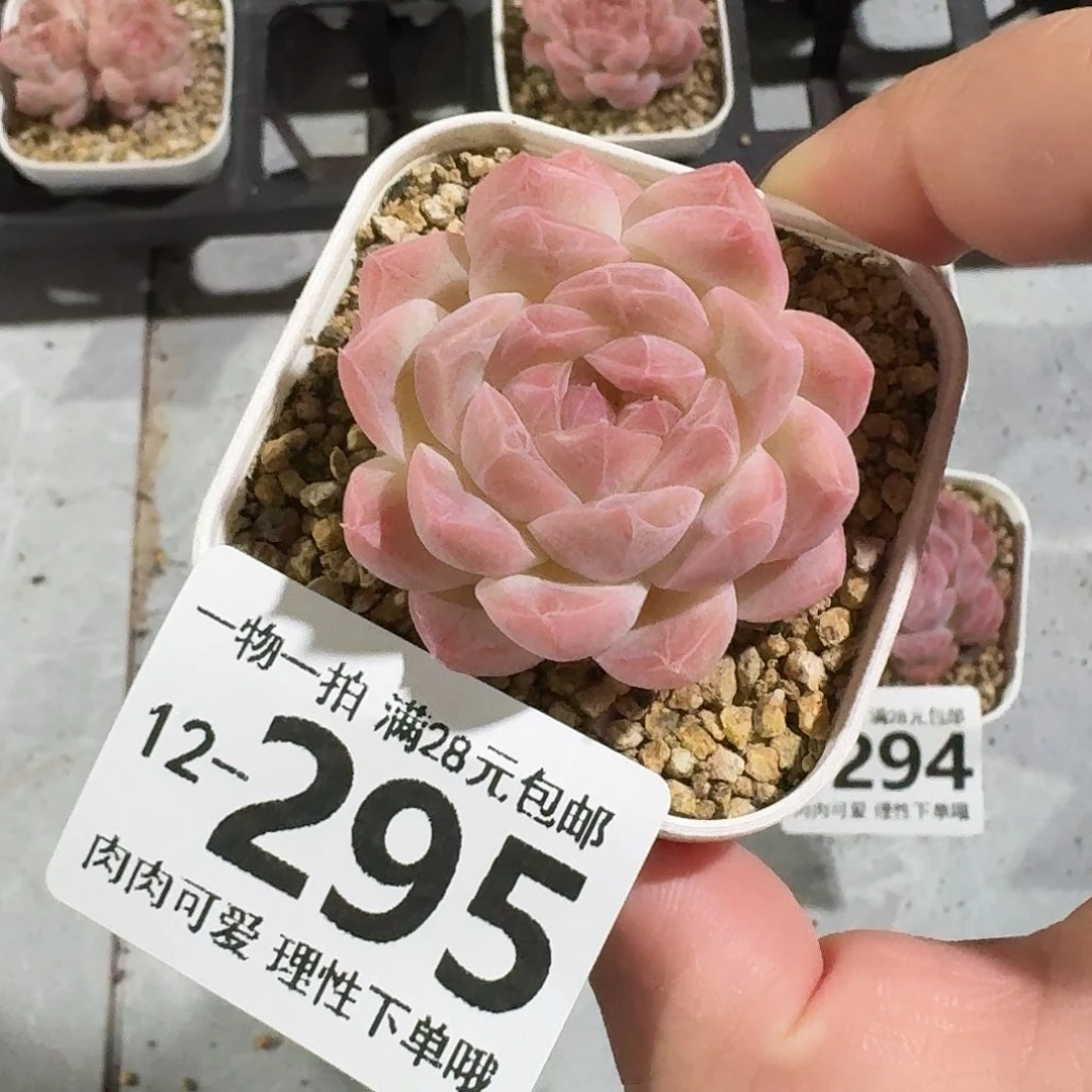 桔子糖无盆土发货无盆