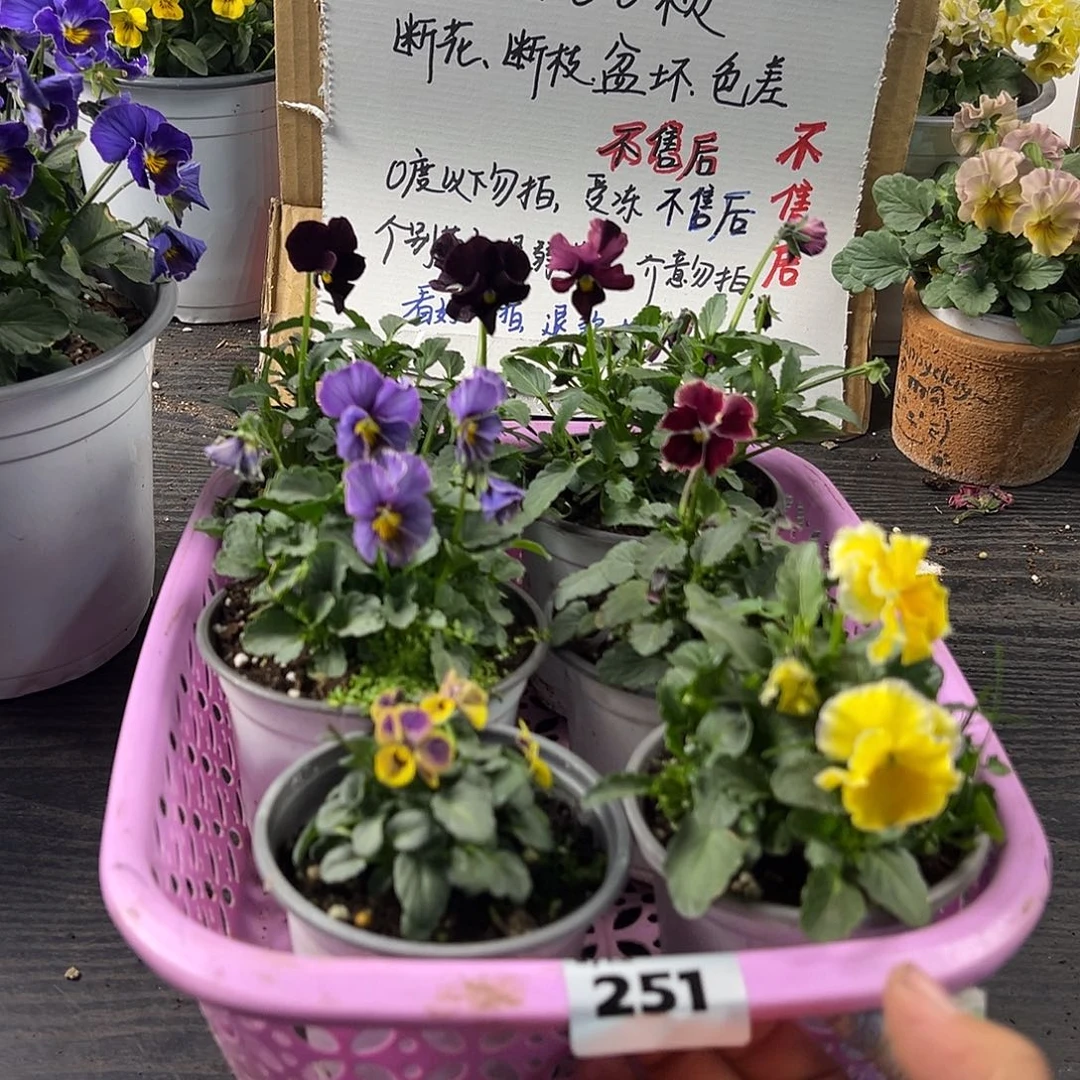 大部分花苞少量开放251号