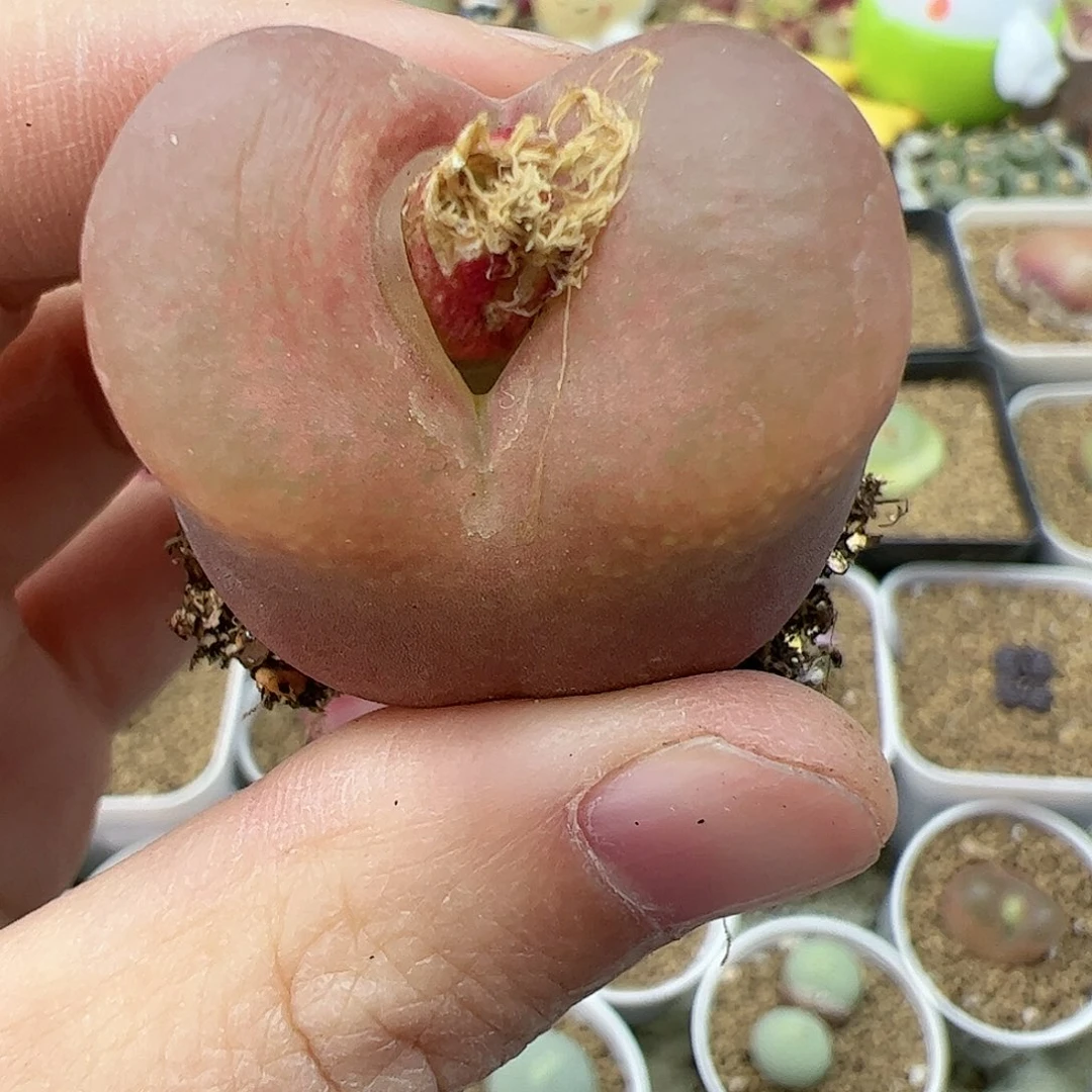 【闪购商品】118 双12福利限量