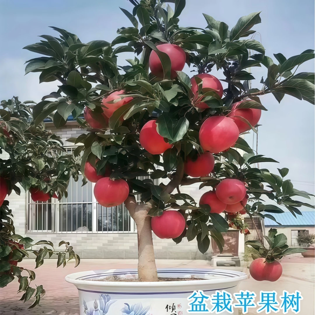 苹果树盆栽矮化红富士苹果苗南方北方庭院阳台种植自花授粉