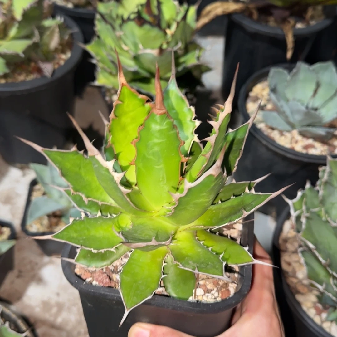 实生获利达龙舌兰