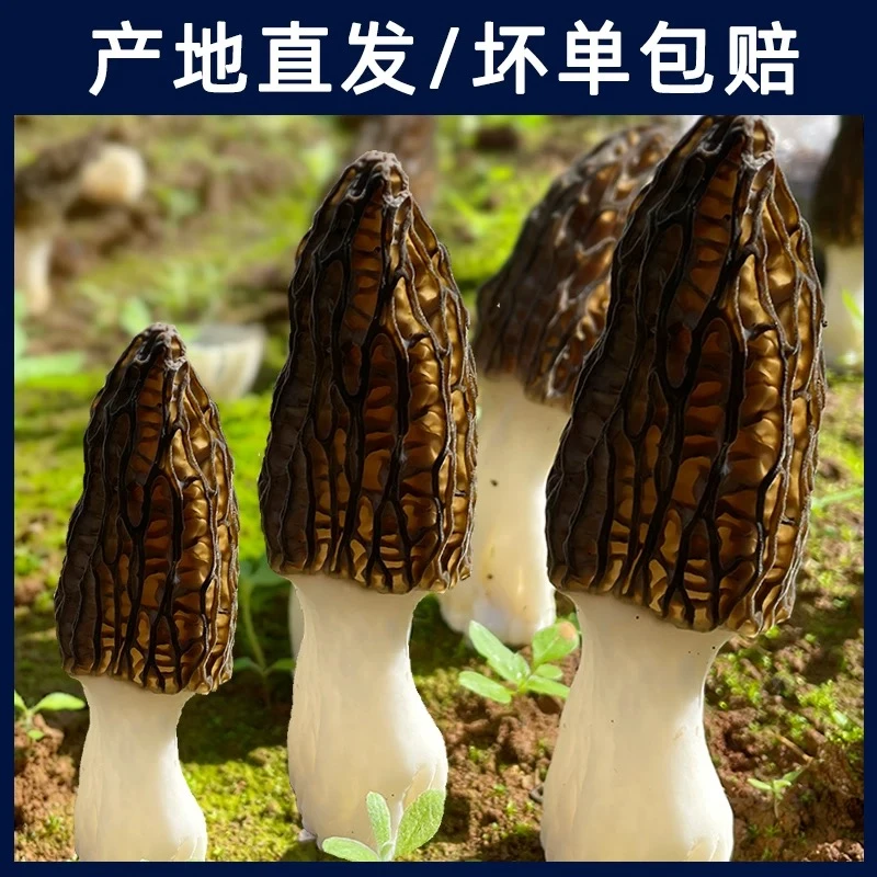 2025六妹头茬当季羊肚菌现摘现发