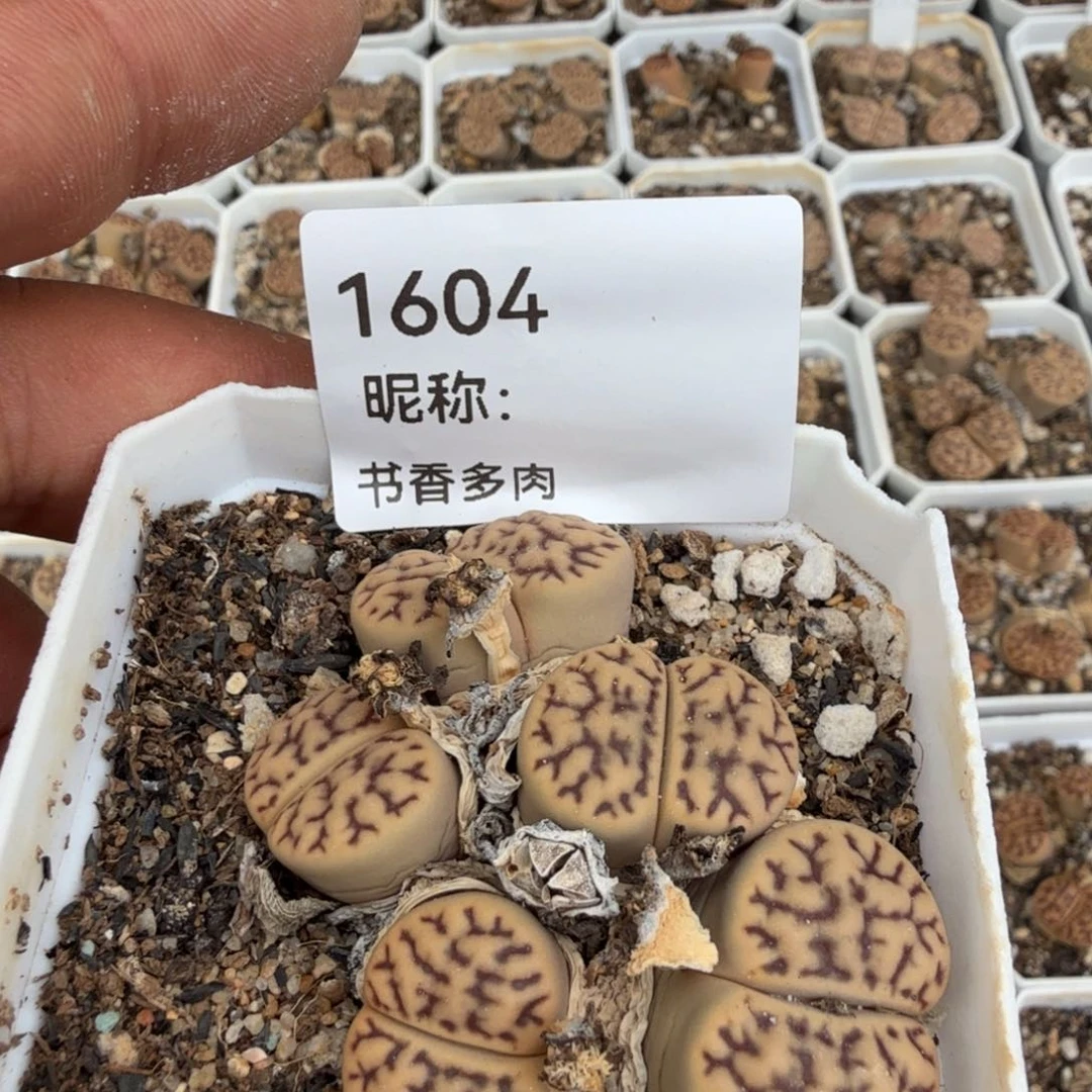 苗***～多肉植物多肉植物多肉植物