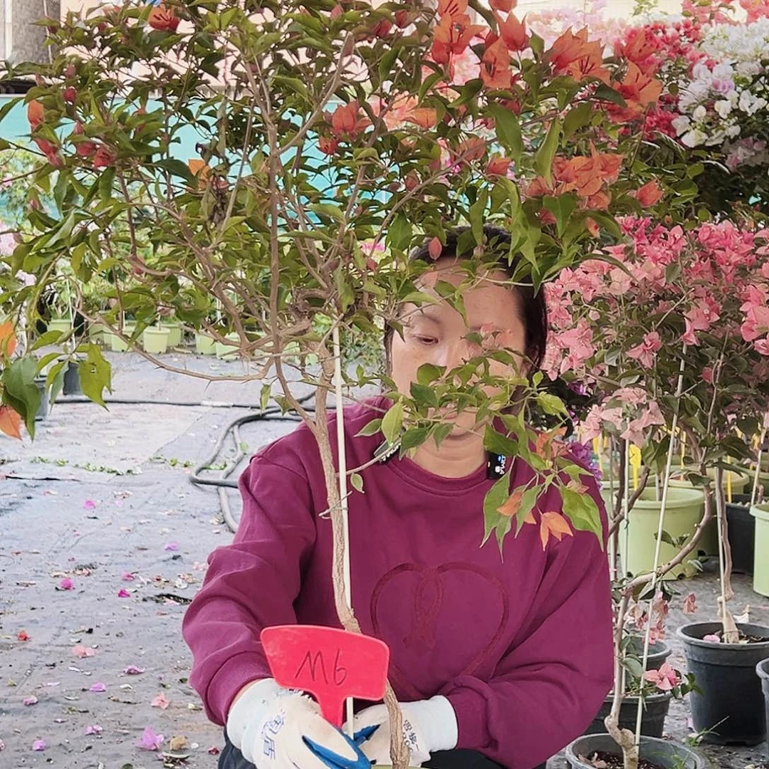 钞****大部分花苞少量开放M6橙桑巴