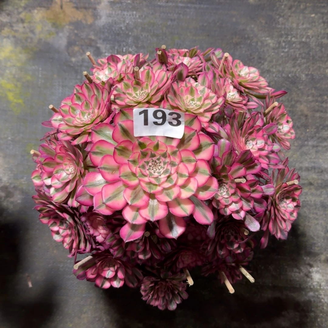 浩*193！红铜白法师多肉植物