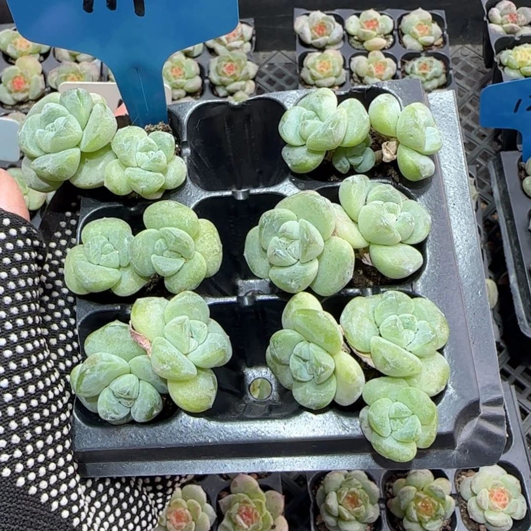 111满38包邮➗偏远发货不退货退款