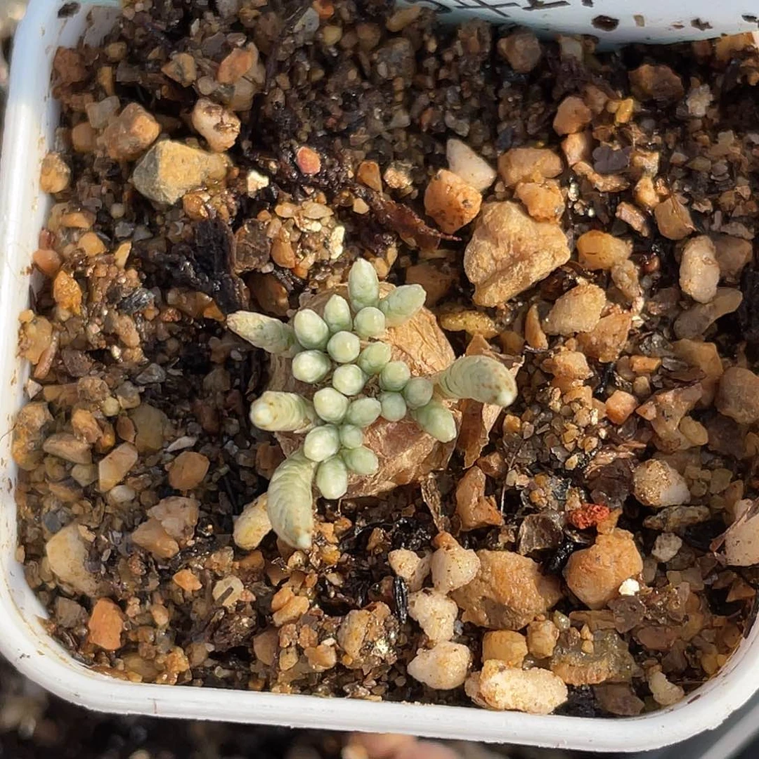 25-77韧锦多肉植物