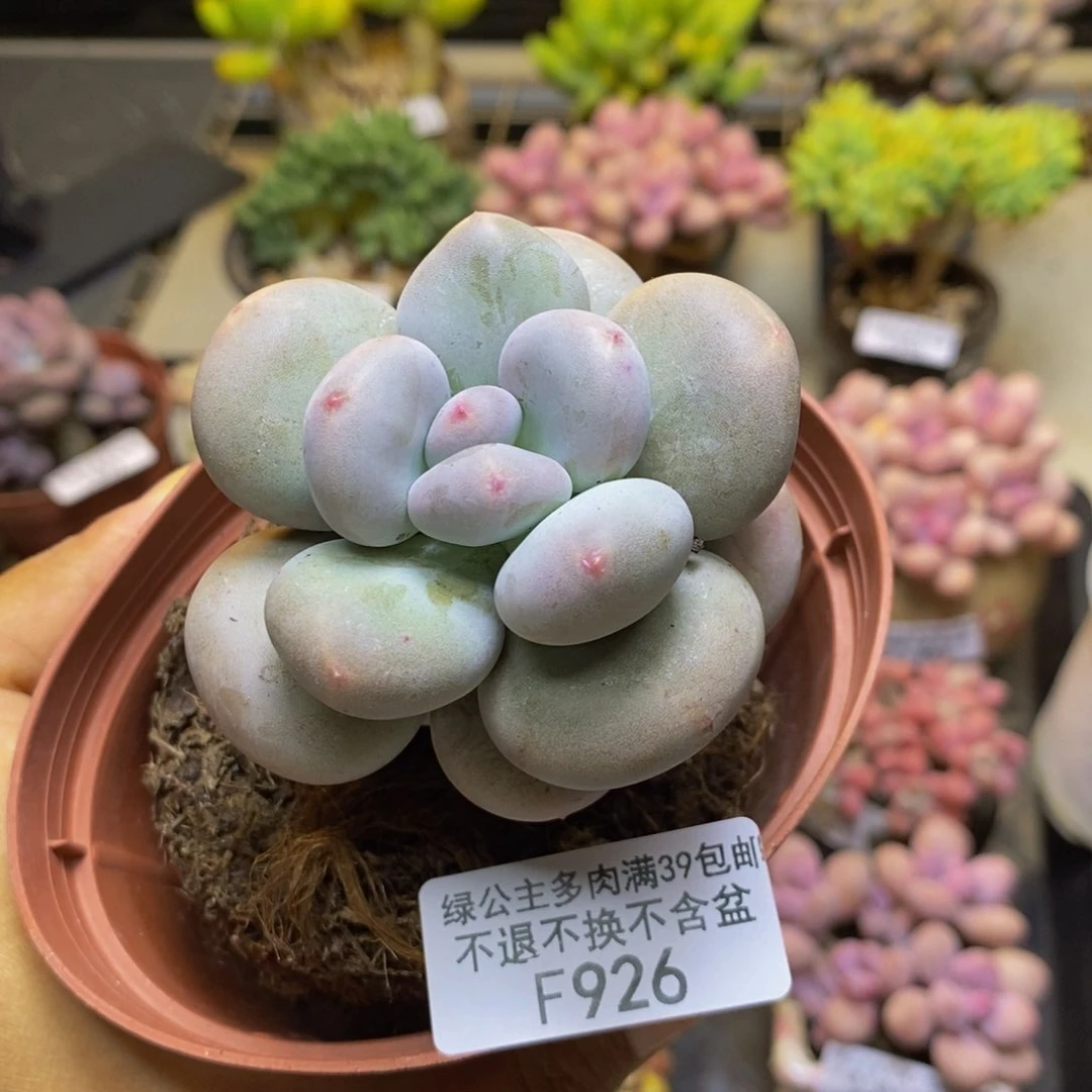 926大叶奶多肉6c m