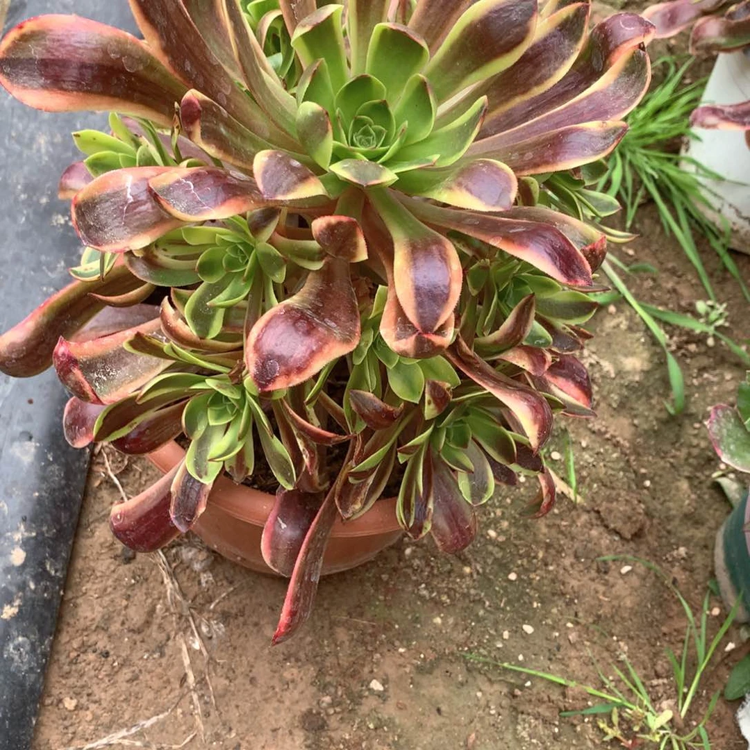 多肉植物欧嘉莉049