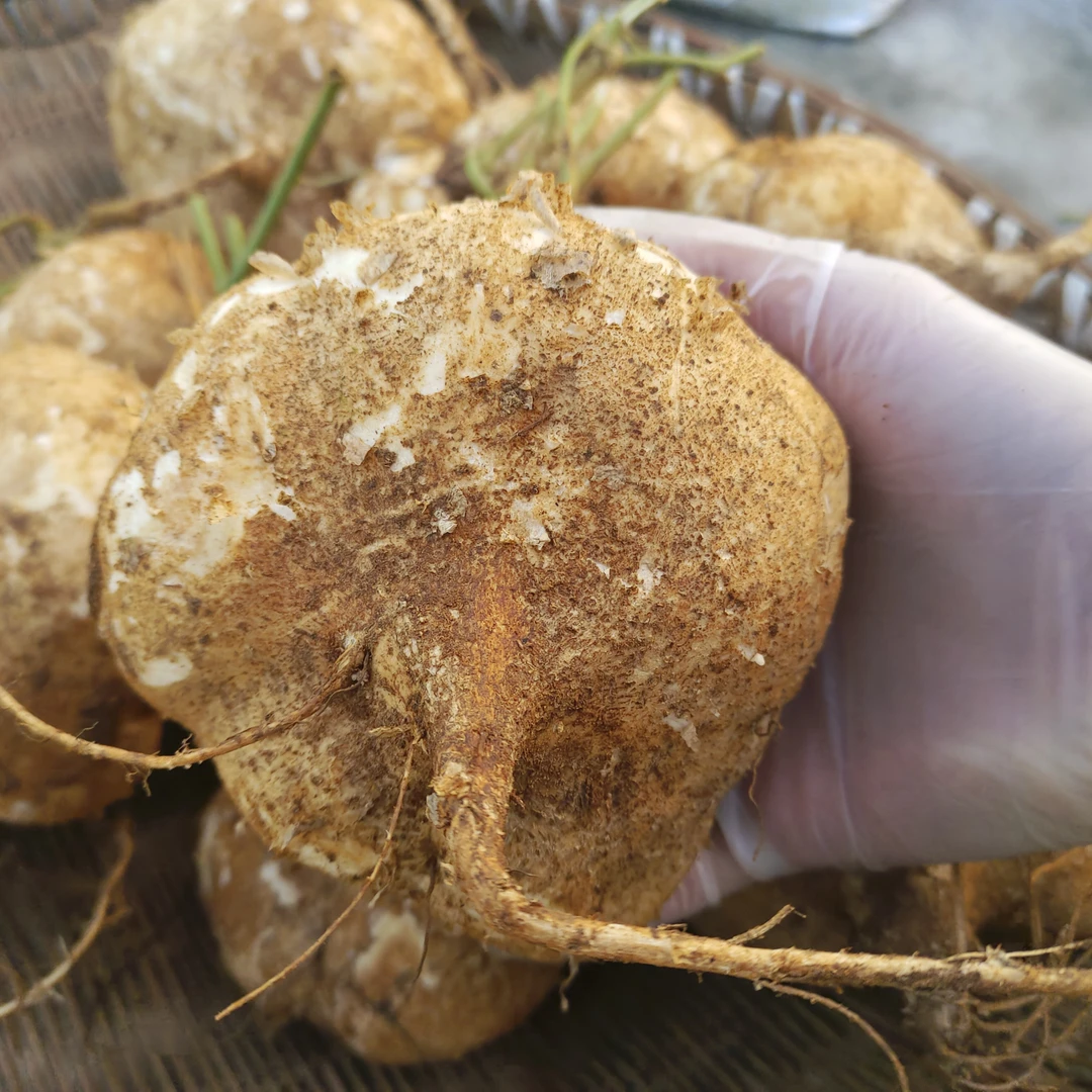 【村民代卖】大巴山地瓜