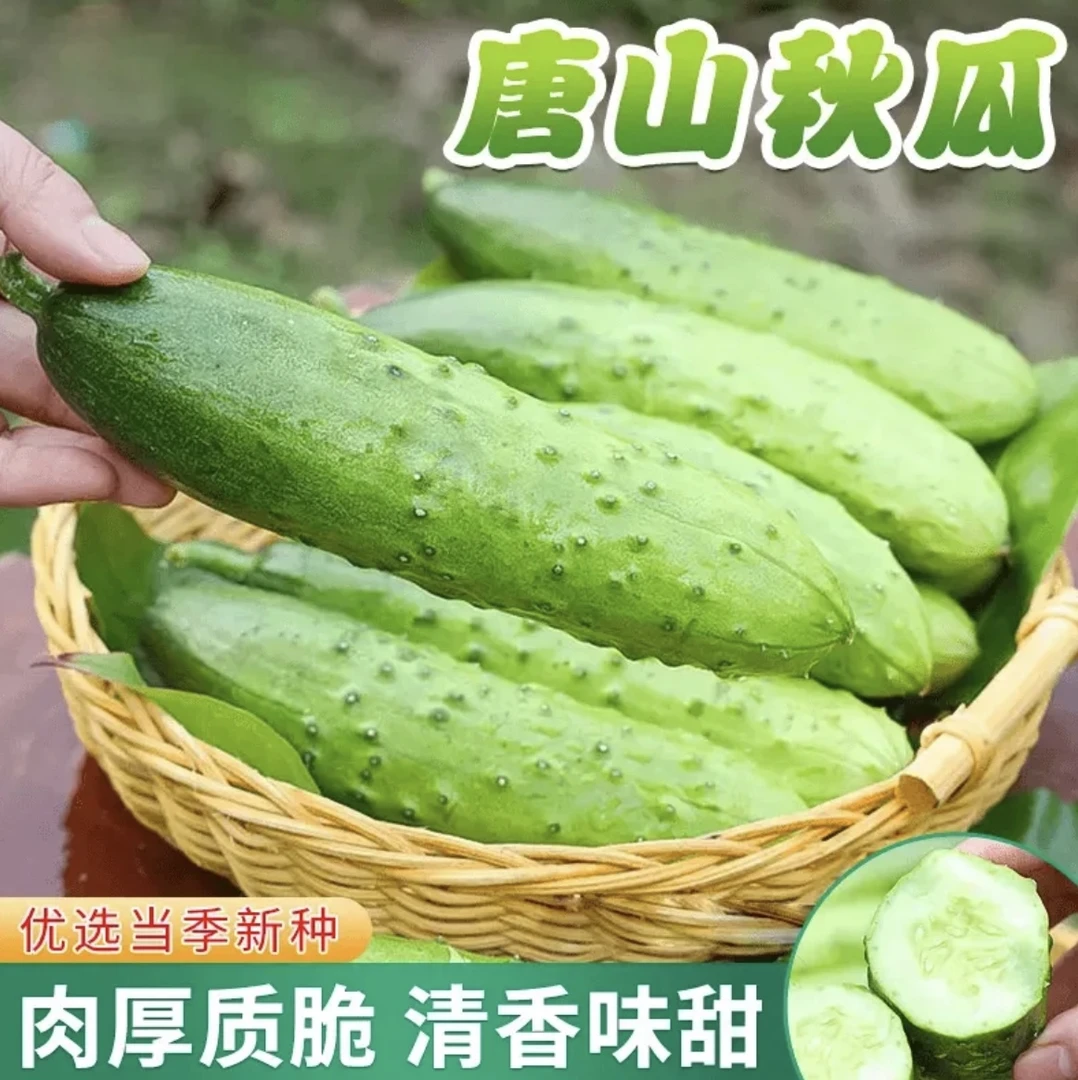 【唐山秋黄瓜种子】旱黄瓜种子老品种春秋种植水果黄瓜种子（拍2送1）