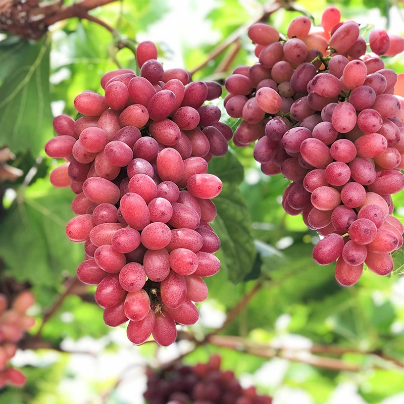 【顺丰】四川西昌大凉山新鲜现采克伦生无籽红提 净重0.5/3/4.5斤