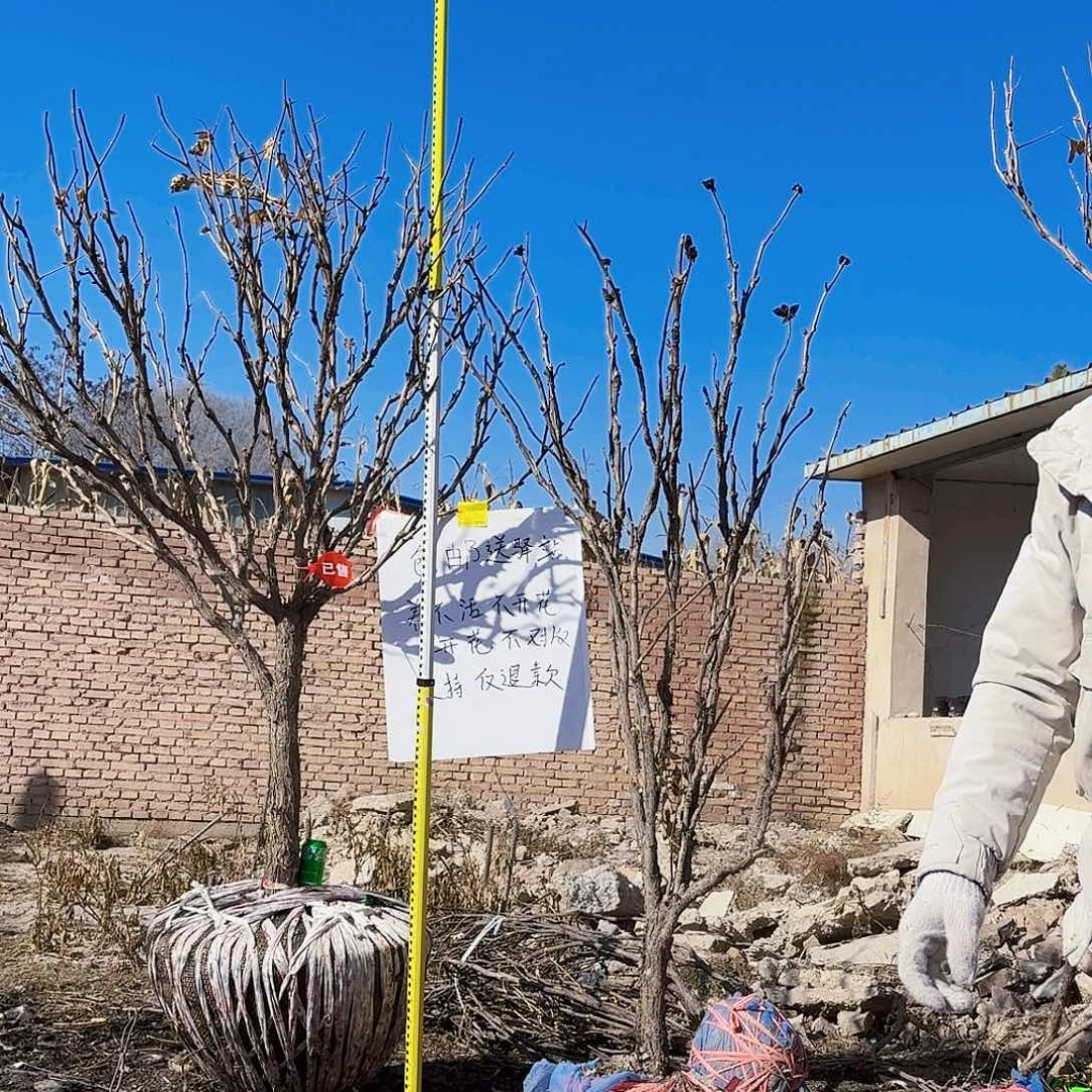 风**动甘肃紫斑牡丹花