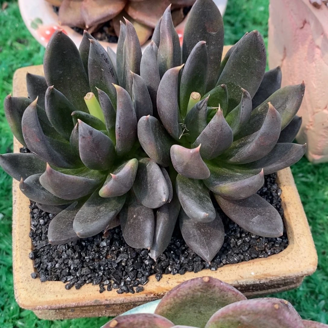 黑骑士多肉植物盆栽