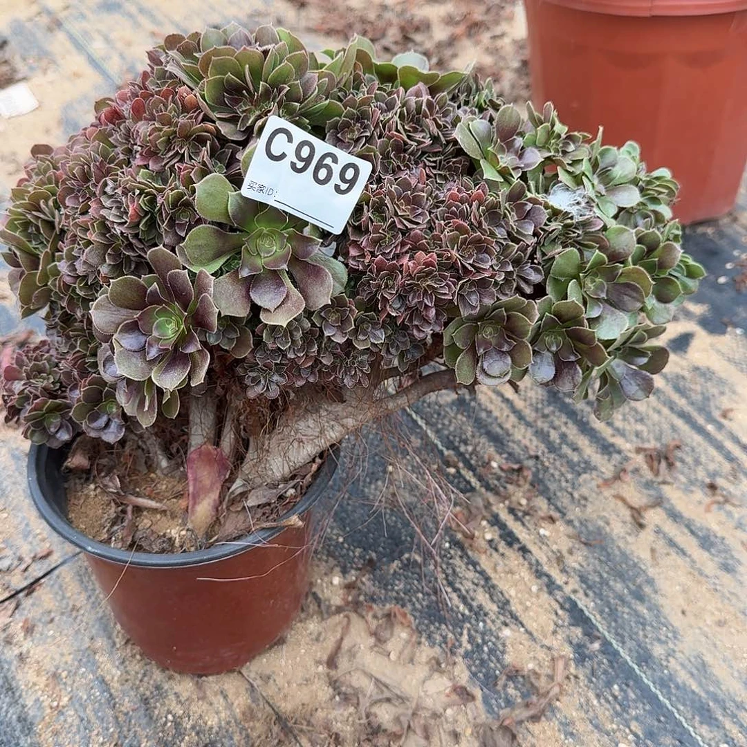 969玫瑰朵朵一颗呀呀