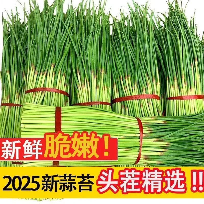 25年红帽蒜苔新鲜切头去尾净菜当季蔬菜农家鲜嫩蒜薹蒜苗生鲜推荐