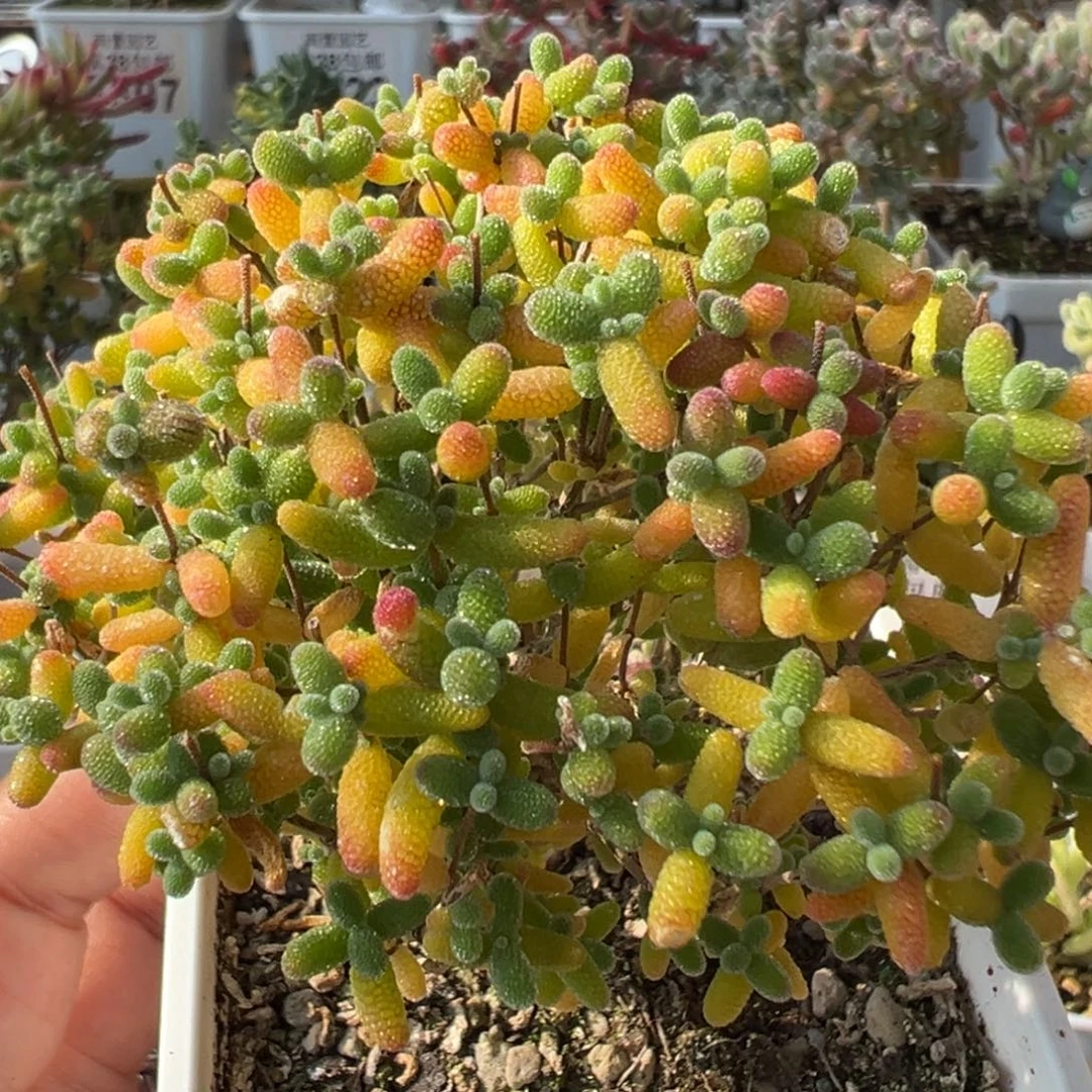 1-354蜜橘小树七方盆一物一拍