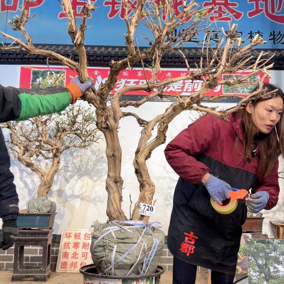 无花朵金银花888888888888888