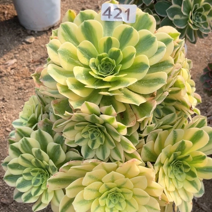 开**好421多肉植物金丝翡翠