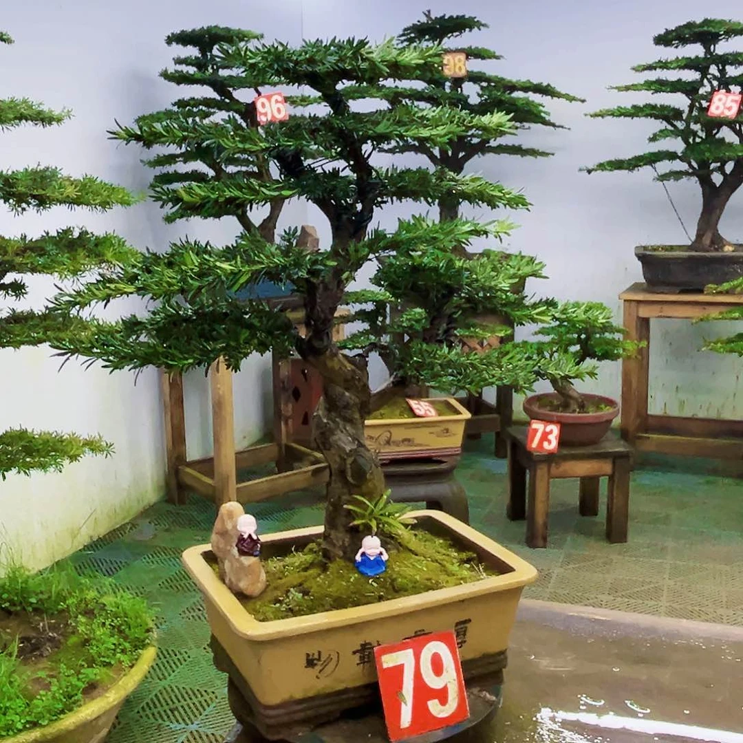 完全开放罗汉松盆景艺术