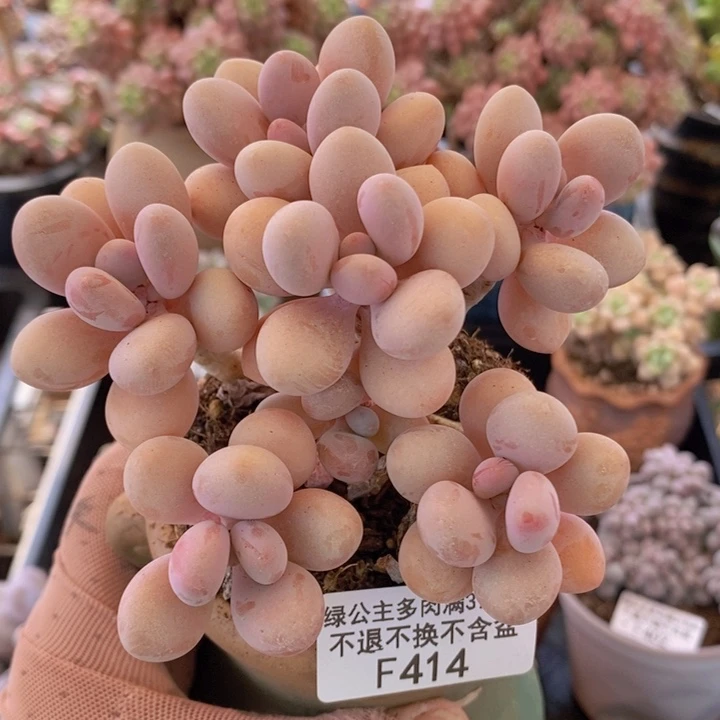 糖果桃蛋老桩10cm414多肉