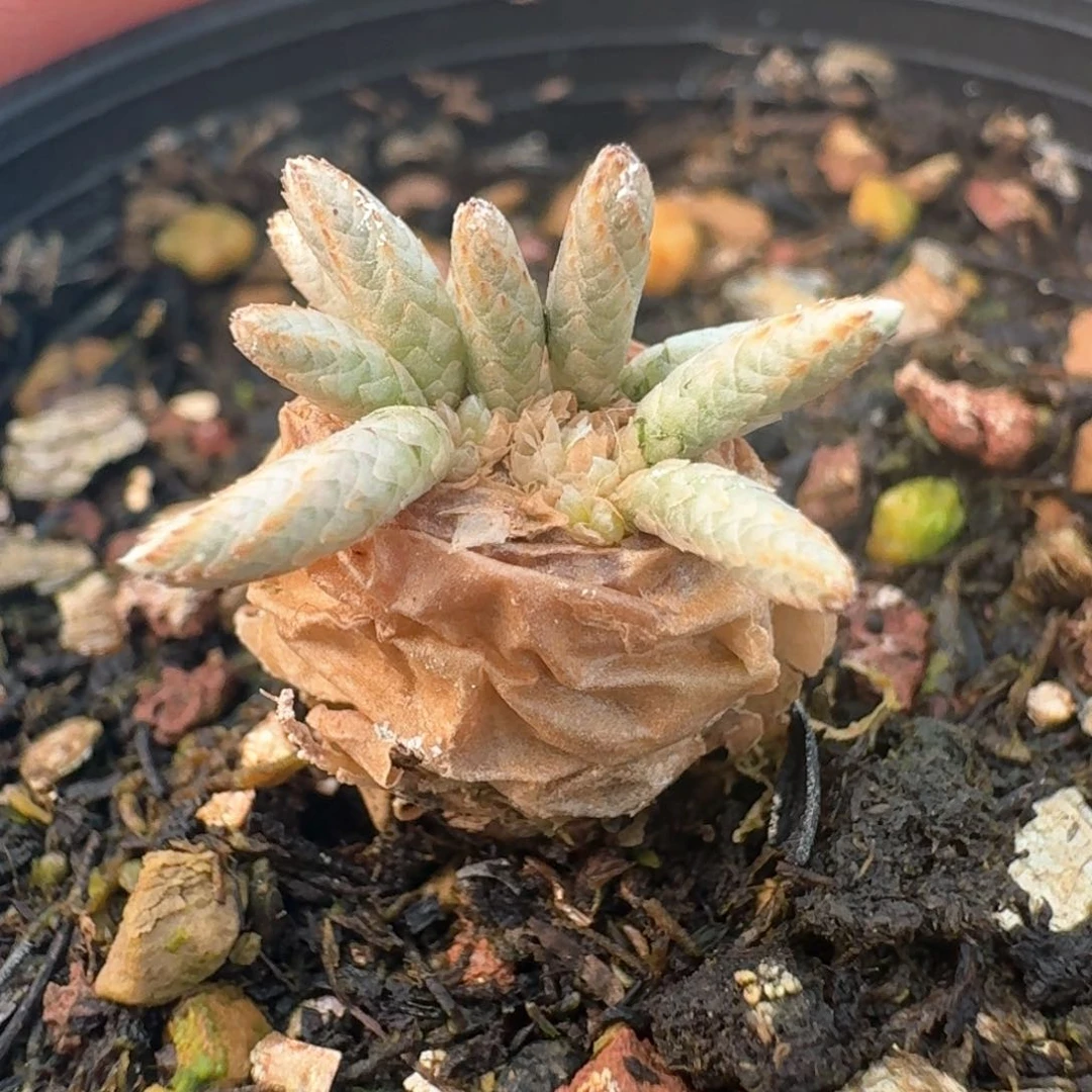 38韧锦脱土发货0000