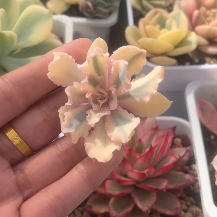 晚霞之舞锦头盖一颗价格