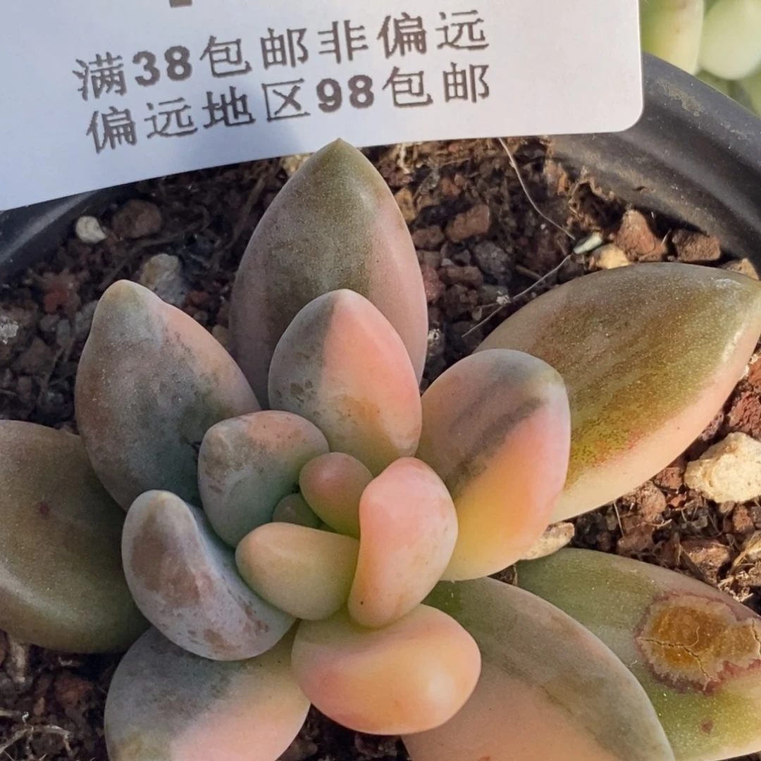 744紫丽殿锦单头带根