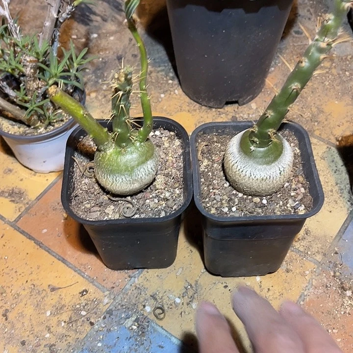 满38包邮2天凑单，脱土晾根发货多肉植物林*
