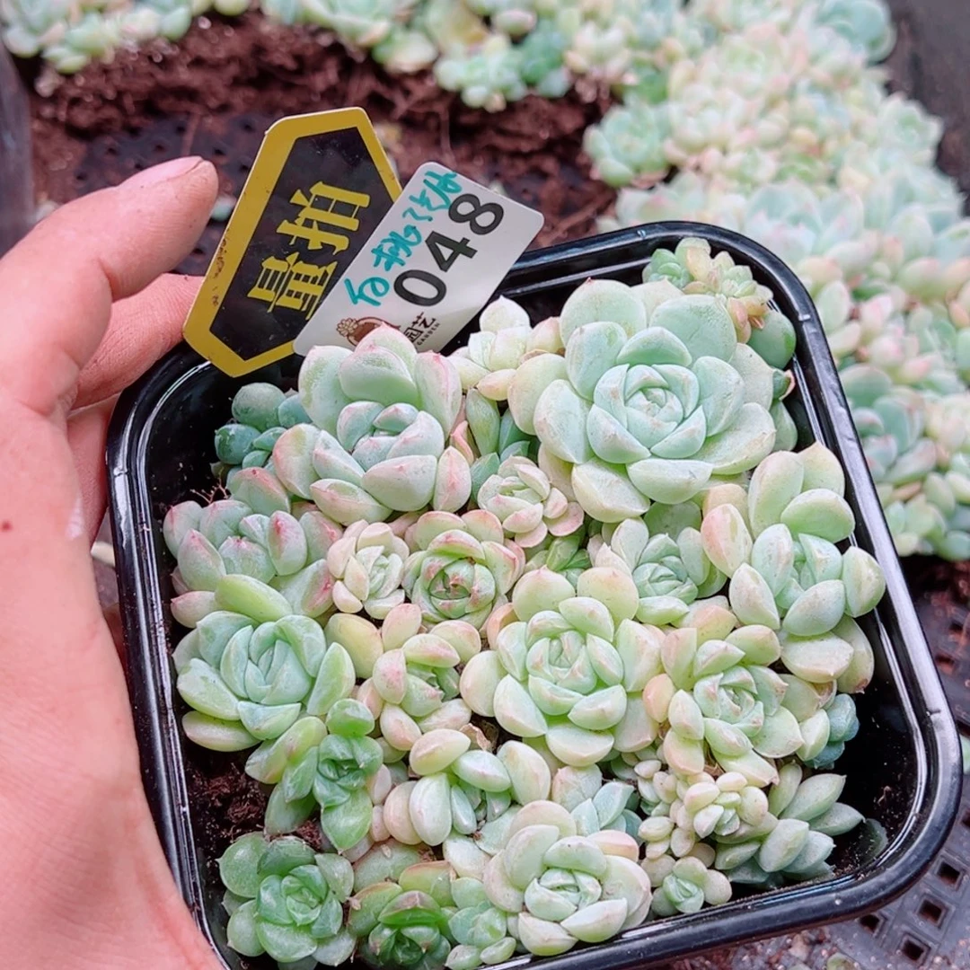 多肉植物多肉植物