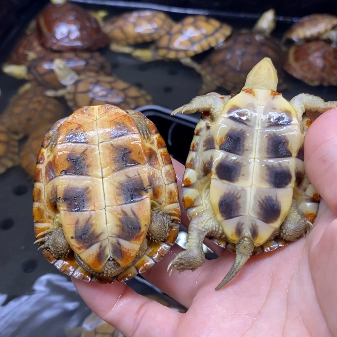中***窗绿毛龟公一对情侣在一起的时候