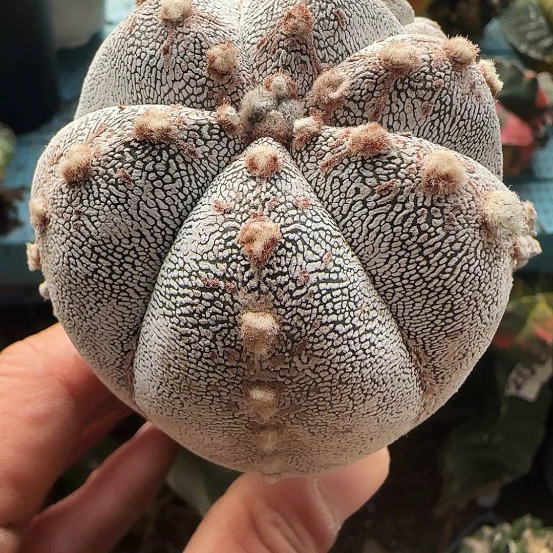 恩冢733仙人球开花