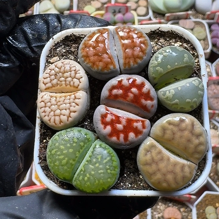 生石花3:：。紫折。 592号