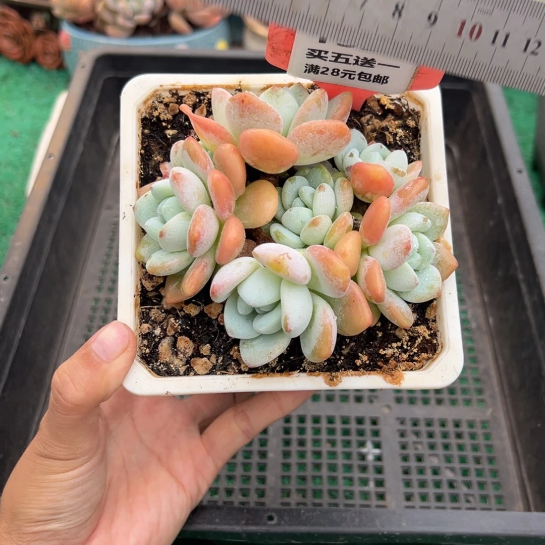 表妹精品多肉植物132.