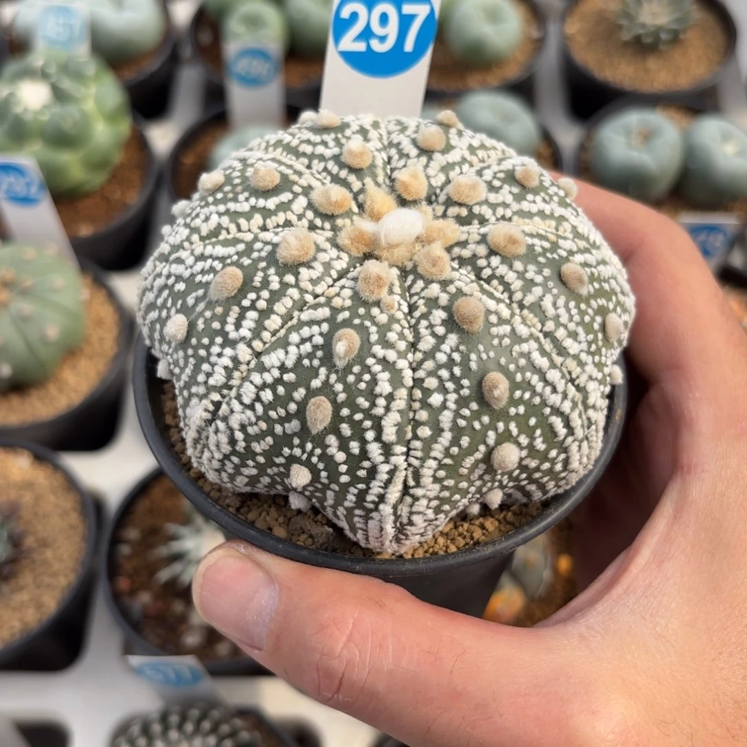 297实生大尺寸海星超兜带盆带土