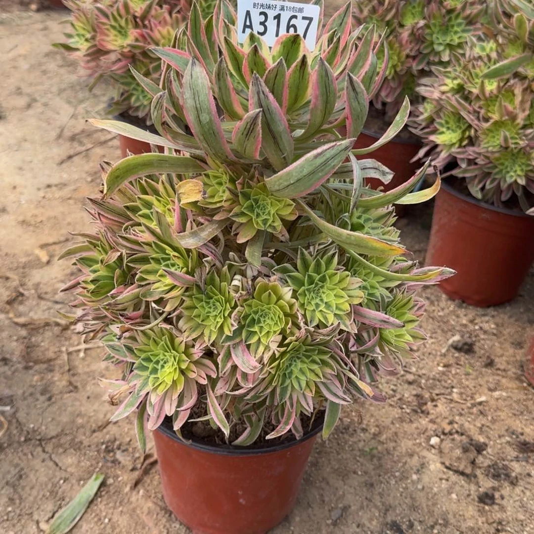 平*叔3167夕颜寄养到秋