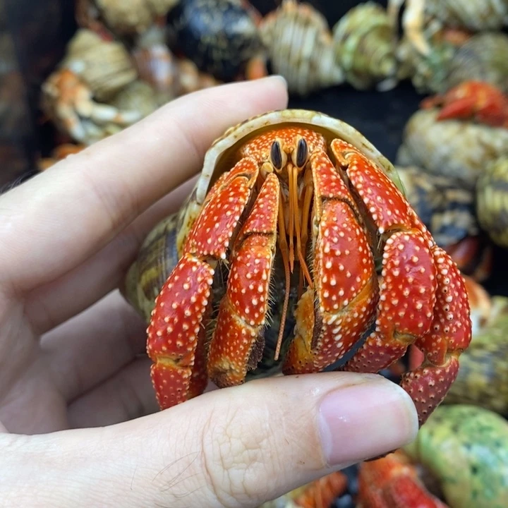 N***s4.2口法拉利斐济草莓