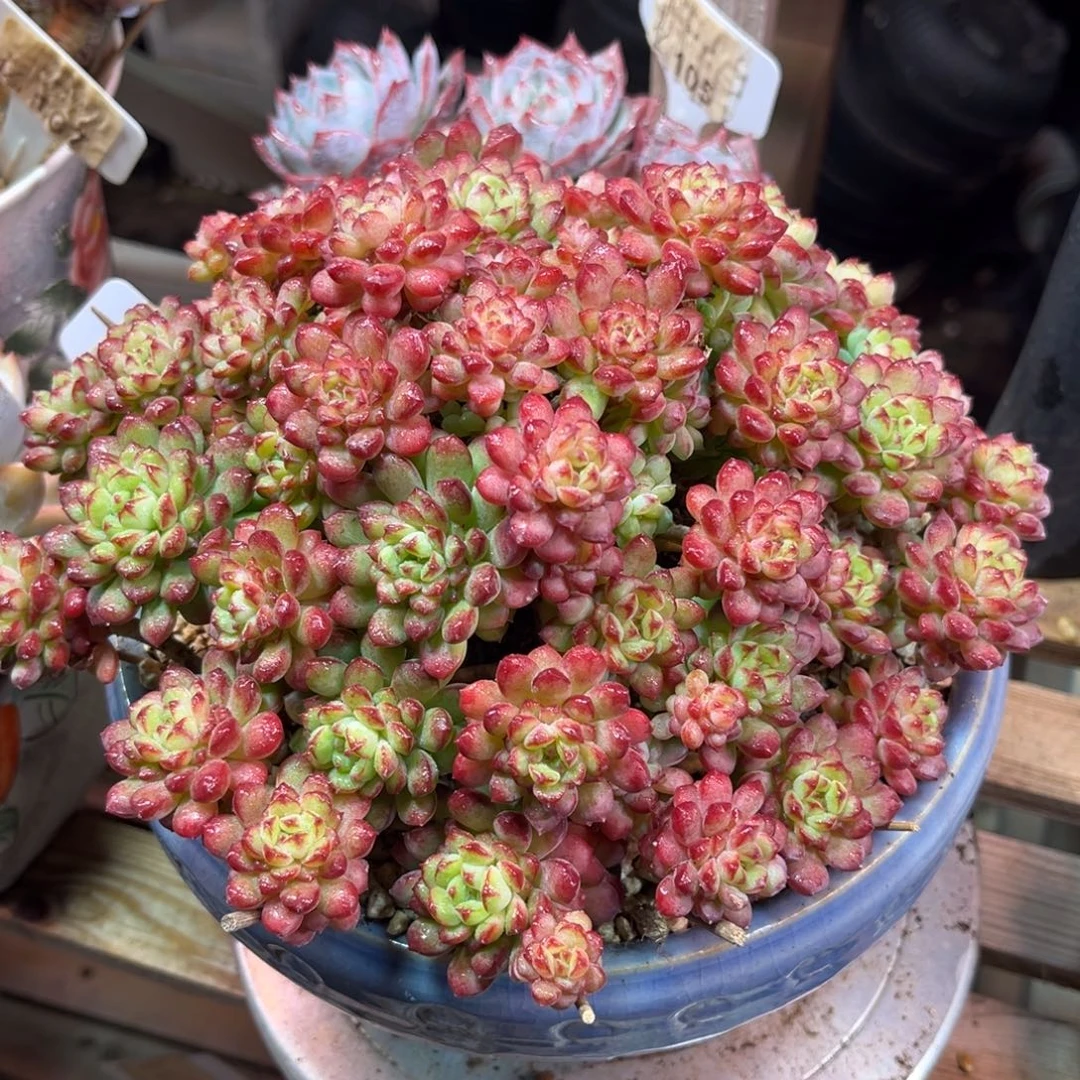 可爱多suinvtajinjinni