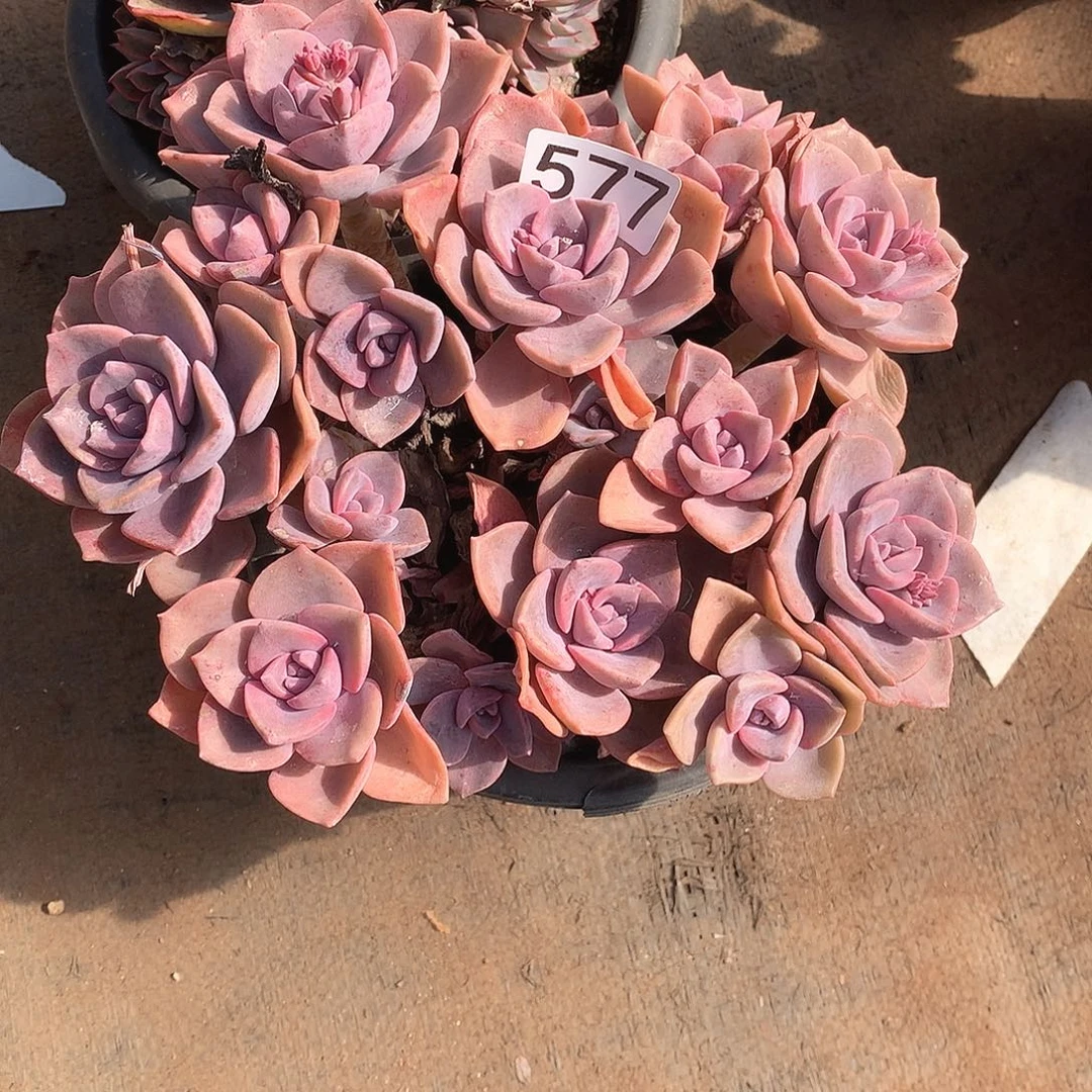 577彩虹糖 一物一拍多肉