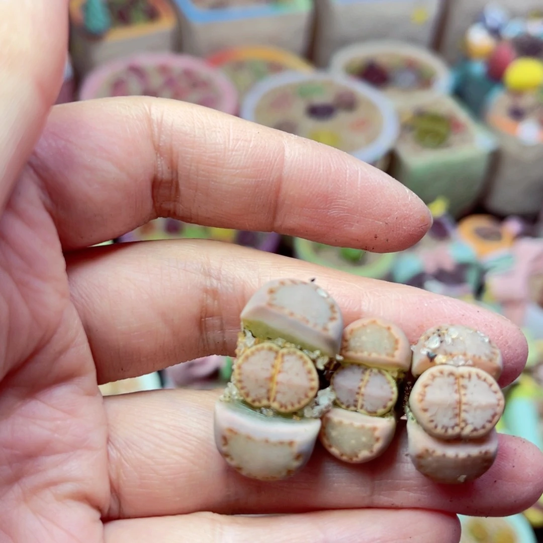 曦300。8888852525668888