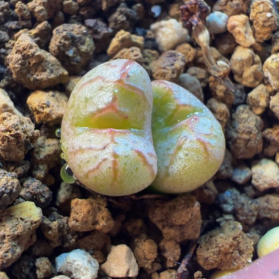 送奶工杂交多肉植物1