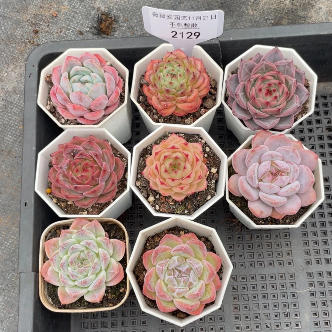 不包整散 盆子不售后2129