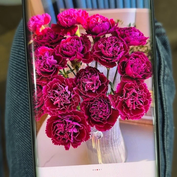 康乃馨紫妃很好看