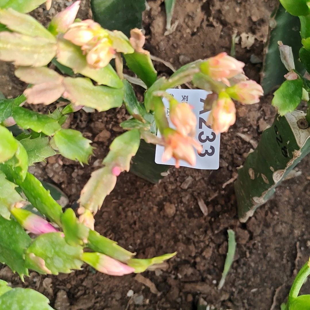 028红重瓣脱土脱盆易掉芽苞233