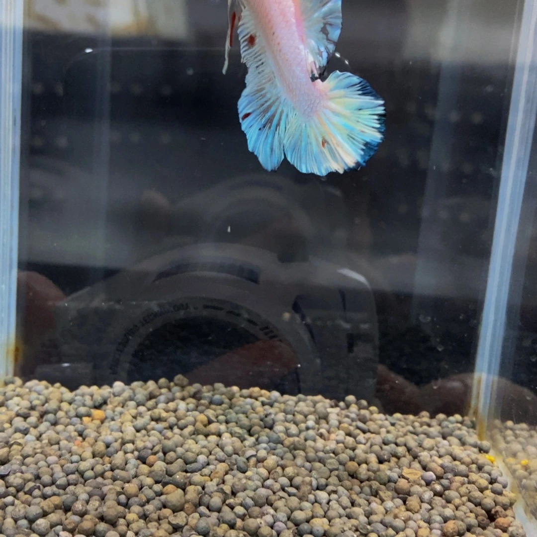 斗鱼419巨斗11111