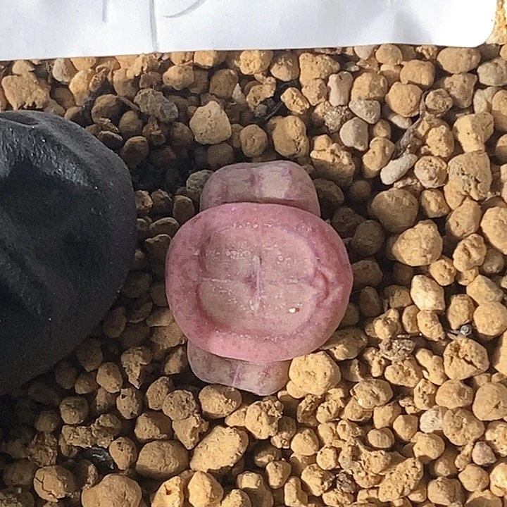 媛*桃喜花园0130-173猴