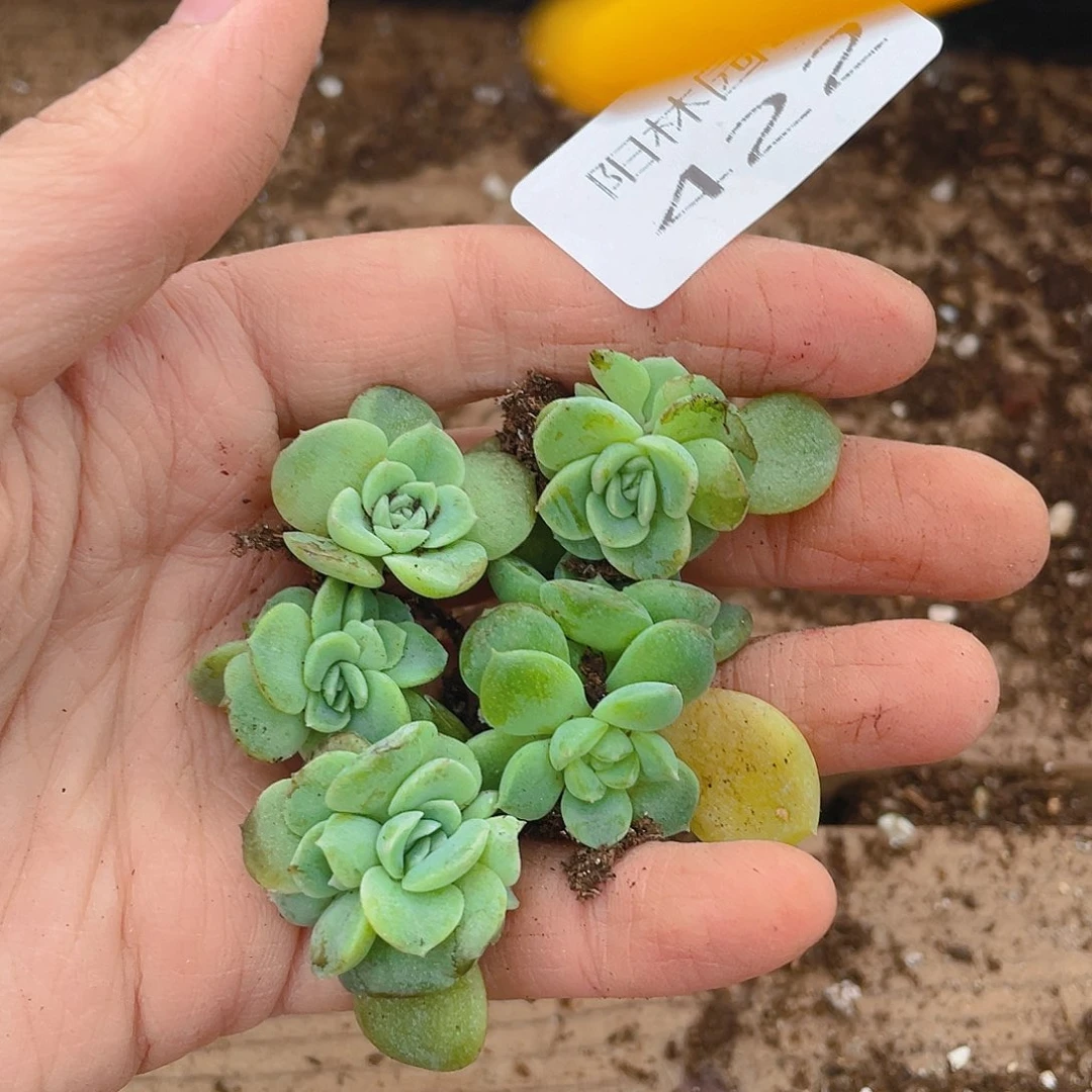多肉植物多肉植物422