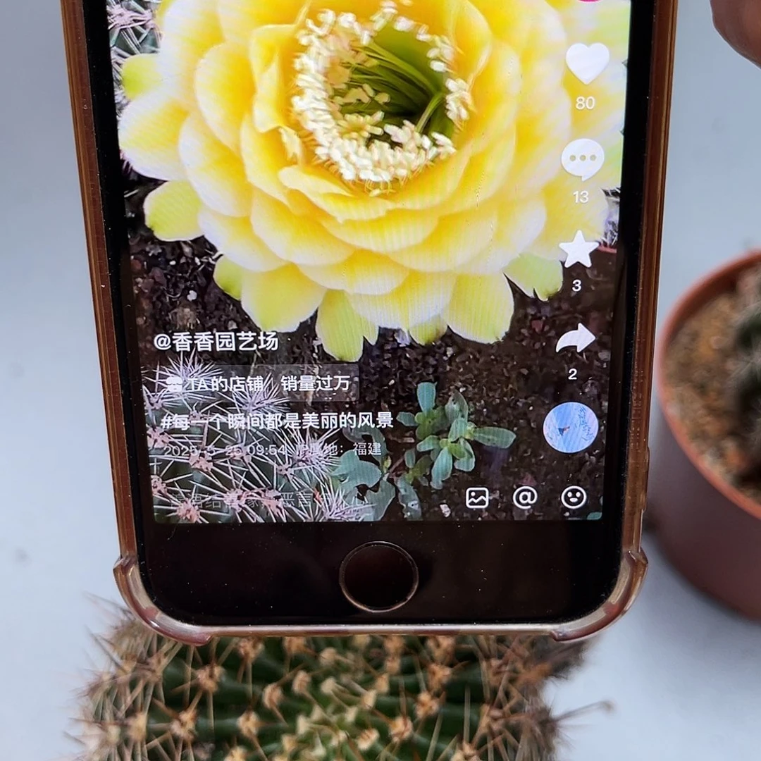 彩草28号黄白8公分左右