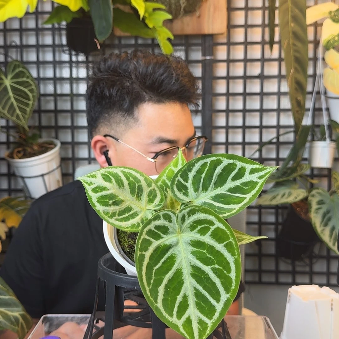 王***钱无花朵一物一拍C187